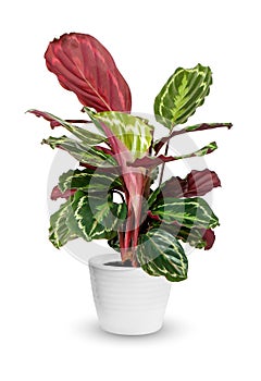 Houseplant - Calathea roseopicta a potted plant over wh