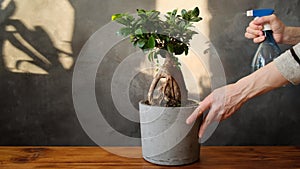 Houseplant care. Female hands spraying potted plant with water sprayer. Ficus ginseng bonsai tree.