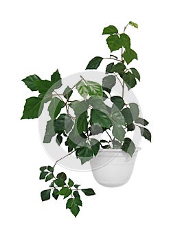 Houseplant cissus diamond-shaped on white isolated