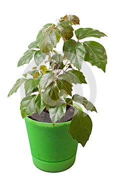 Houseplant a cissus rhombifolia