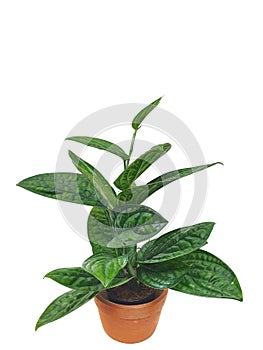 Houseplant in clay pot isolated on white background with copy space.