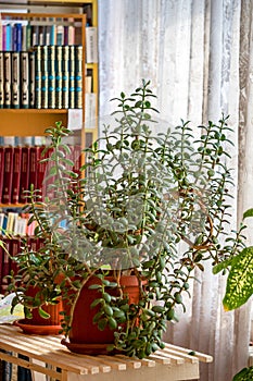 Houseplant Crassula ovata