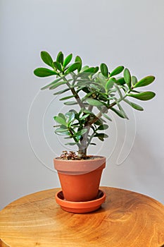 Houseplant crassula ovata jade plant