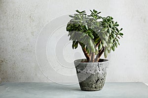 Houseplant Crassula ovata jade plant money tree opposite the white wall