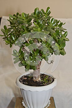 Houseplant Crassula ovata jade plant money tree in white pot