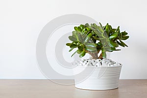 Houseplant Crassula ovata jade plant money tree in white pot photo