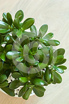 Houseplant Crassula ovata jade plant money tree in white pot