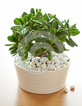 Houseplant Crassula ovata jade plant money tree in white pot photo