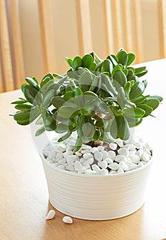 Houseplant Crassula ovata jade plant money tree in white pot