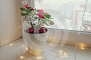 Houseplant decorated with Christmas tree decorations on windowsill. Crassula in flower pot