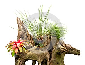 Houseplant for decoration