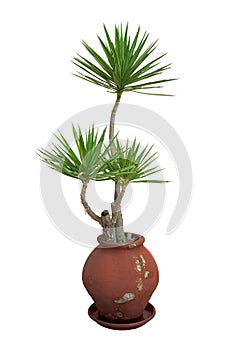 Houseplant dracaena in brown pot