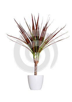 Houseplant - dracaena marginata a potted plant isolated over white photo