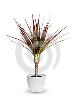 Houseplant - dracaena marginata a potted plant isolated over white photo