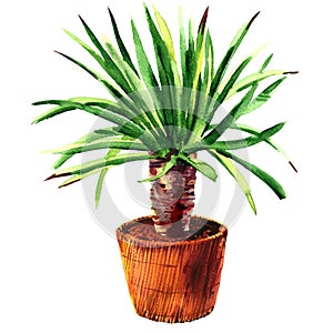 Houseplant Dracaena in a pot, isolated, watercolor illustration on white