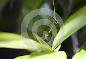 Houseplant Dracaena Surculosa with green berry