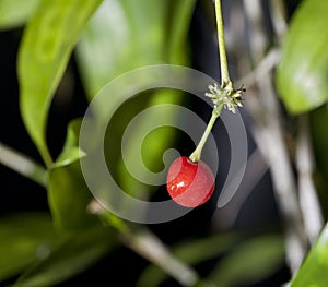 Houseplant Dracaena Surculosa with red berry