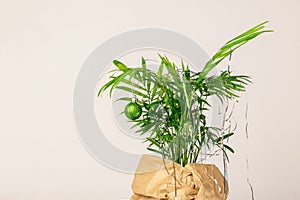 Houseplant dressed up for christmas and new year in paper wrapping on white background with copy space