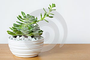 Houseplant Echeveria leucotricha in white pot