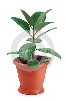 Houseplant ficus