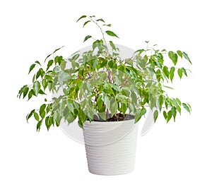 houseplant ficus benjamina in a beautiful pot, isolated on a white background