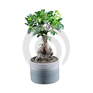 Houseplant ficus microcarpa ginseng isolated on white background.