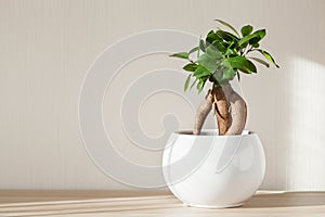 Houseplant ficus microcarpa ginseng in white flowerpot