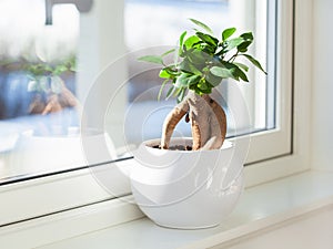 Houseplant ficus microcarpa ginseng in white flowerpot