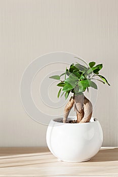 Houseplant ficus microcarpa ginseng in white flowerpot