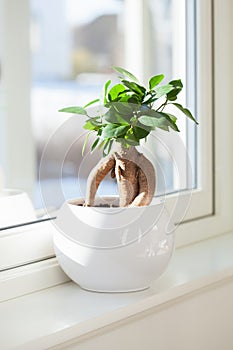 Houseplant ficus microcarpa ginseng in white flowerpot