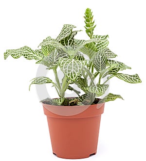 Houseplant fittonia