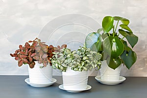 Houseplant fittonia albivenis and peperomia in white flowerpot