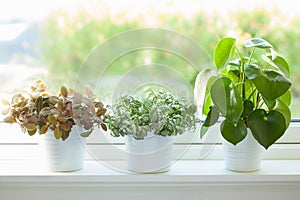 Houseplant fittonia albivenis and peperomia in white pot