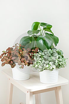 Houseplant fittonia albivenis and peperomia in white pot