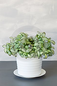 Houseplant fittonia albivenis in white flowerpot