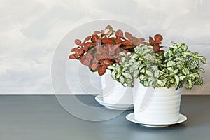 Houseplant fittonia albivenis in white flowerpot