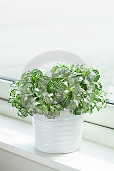 Houseplant fittonia albivenis in white flowerpot