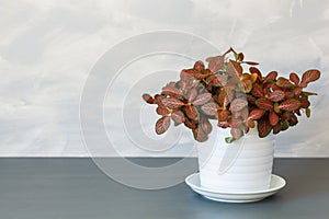 Houseplant fittonia albivenis in white flowerpot