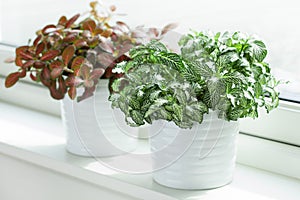 Houseplant fittonia albivenis in white flowerpot