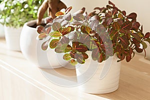 Houseplant fittonia albivenis in white flowerpot