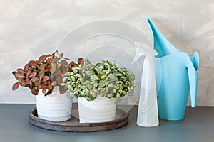 Houseplant fittonia albivenis in white flowerpot, watering can