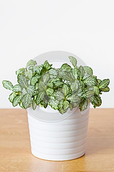 Houseplant fittonia albivenis in white pot