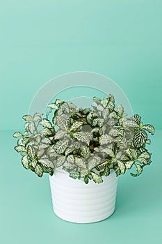 Houseplant fittonia albivenis in white pot