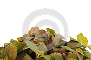 Houseplant fittonia background, closeup