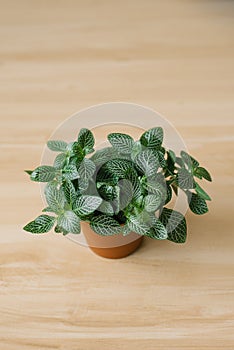 Houseplant fittonia dark green with white streaks in a brown pot on a beige background