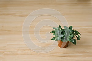 Houseplant fittonia dark green with white streaks in a brown pot on a beige background with boards