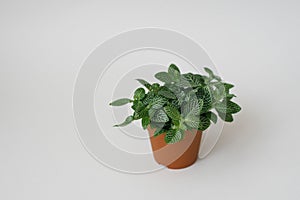 Houseplant fittonia dark green with white streaks in a brown pot on a white background.