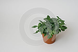 Houseplant fittonia dark green with white streaks in a brown pot on a white background