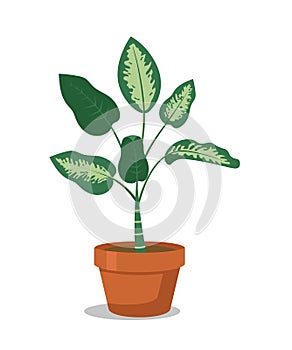 Houseplant flat vector illustration photo