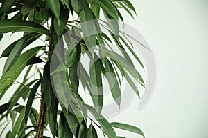 Houseplant with fleshy leaves on a white background
